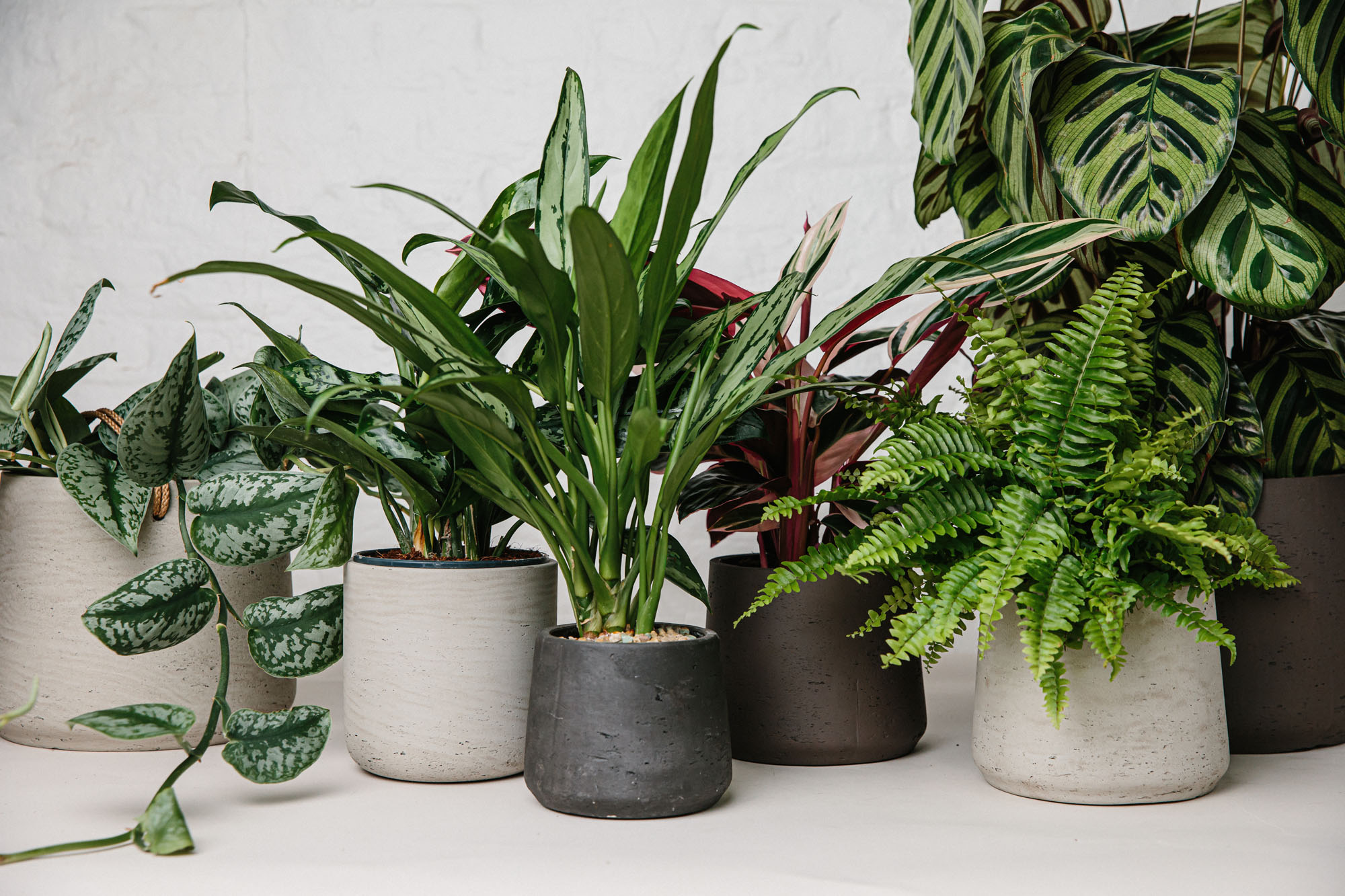 many plants in pots