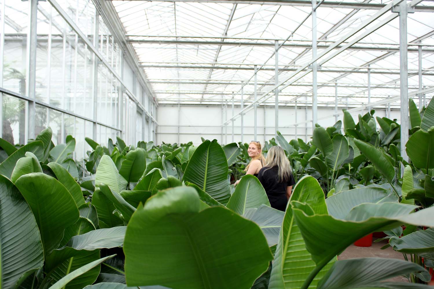 Large plants in a greenhouse with 2 people walking between leaves