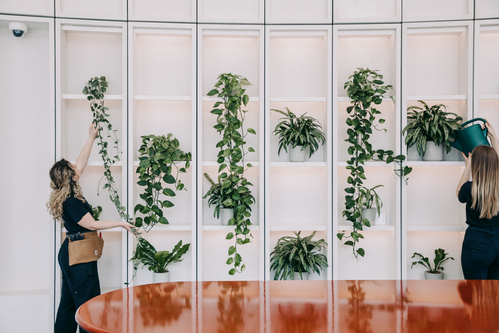 Two Horticulturalists caring for office plants