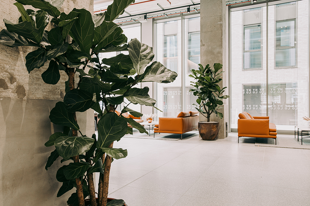Office reception plants with maintenance in central London